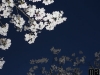 Cherry Blossoms at Night
