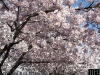 Cherry Blossoms