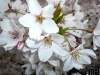 Cherry Blossoms