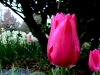 Tulip Festival, Washington